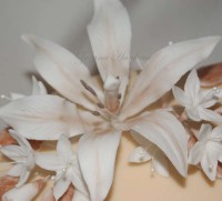 /album/torty-s-kvetmi/lalia-pic-800-jpg1/